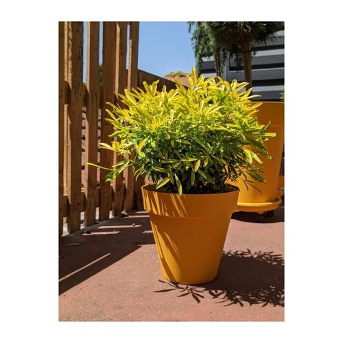 Bac fleurs rond riviera - fleurs,