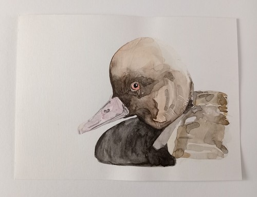 Canard nette rousse aquarelle - canard,