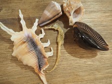 Très Rare : Lot Ancienne