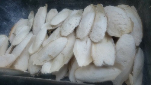 Seiche 1 kg - os,