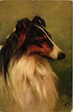 CPA AK Collie DOGS (728128)
