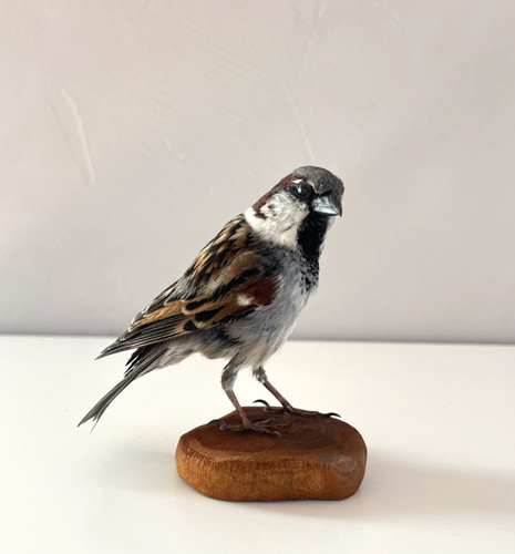 Taxidermy sparrow passer real - sparrow,