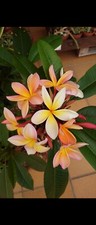 Frangipanier Orange 
