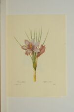 Reproduction Gravure Redoute Crocus sativus Safran cultive