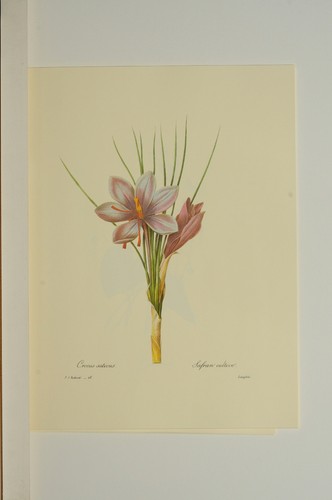 Reproduction gravure redoute - gravure,