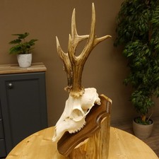 Bois De Chevreuil Poids Actuel