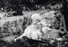Photo De Presse Vintage Italie, Vaches Et Veaux Sur L'Herbe, Tirage 20x15 Cm