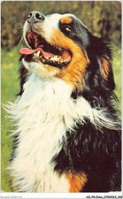 AILP8-0813 - CHIEN - bouvier bernois
