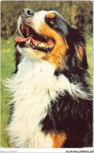 Ailp8 0813 chien - -, bouvier