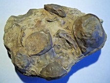 FOSSILE. BlocTEREBRATULA