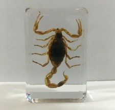 Golden Scorpion in Resin -