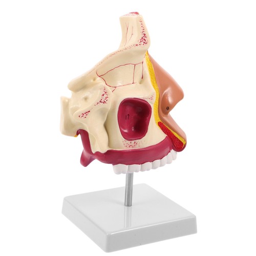 Modèle nez maquette corps - modèle,