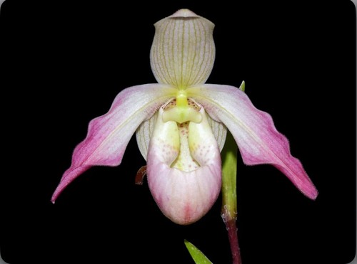 Phragmipedium little duck - little,
