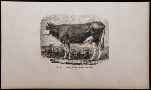 1860 vache race mancelle - vache,
