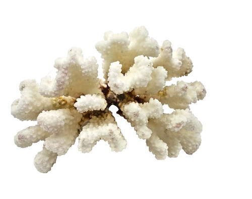 Corail blanc naturel