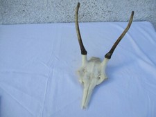 massacre de chevreuil Daguet taxidermie cabiné de curiosité 