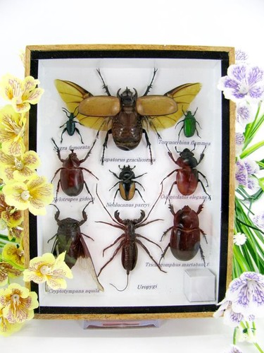 Insectes exotiques réel - insectes, 3d
