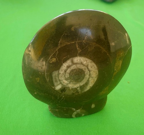 Ammonite fossile dévonien - ammonite,