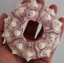 curiosité , taxidermie : Énorme Squelette D'oursin Imperialis 