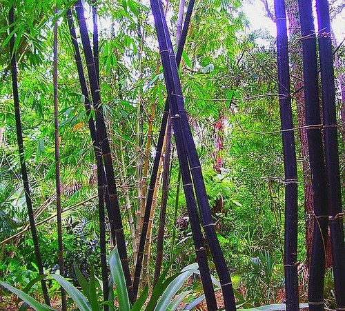 Fresh seeds black bamboo - fresh,