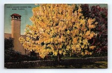 Une Carte Postale D'Arbre À