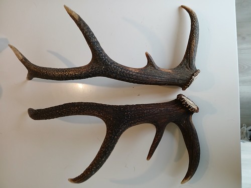 Bois cerf lot - cerf, lot,