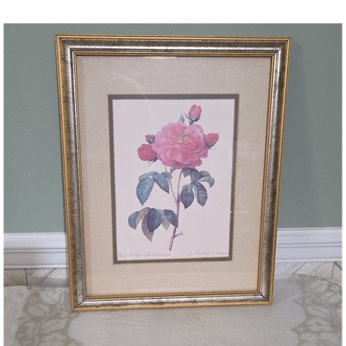 Framed botanical art - framed,