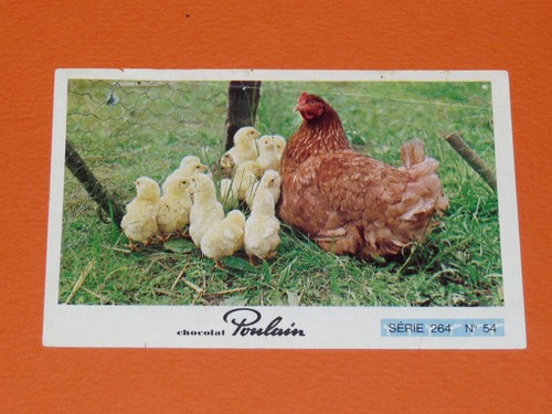 Image chocolat poulain animaux - poulain,
