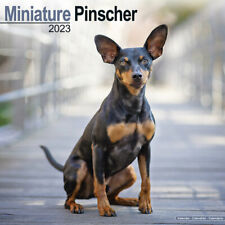 Calendrier 2023 - PINSCHER NAIN