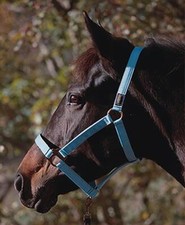 Euroriding Licol Eco - Avec