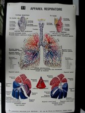 MEDECINE (ECOLE DE) PLANCHE MÉDICALE N°11 DE 1977 "APPAREIL RESPIRATOIRE" 96 x60