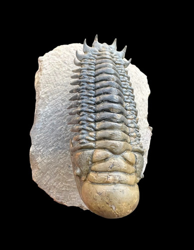 Flying trilobite fossil - trilobite,