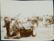 Maroc, Caravane de chameaux