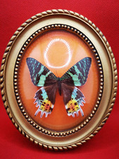 Entomologie  Papillon. Dans Un