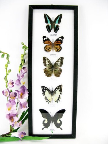 Papillons taxidermie cadre - papillons,