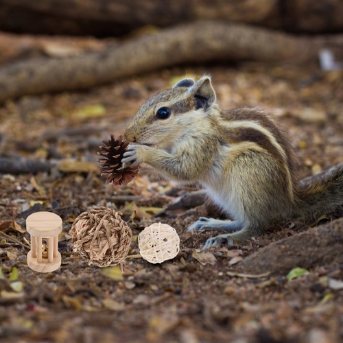 Hamster toys accessoires pour - ,