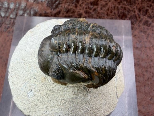 Trilobite sandstone from - trilobite, on