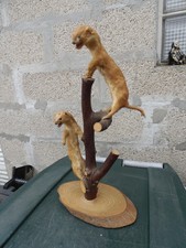 Taxidermie – Hermine Fouine  naturalisée – Cabinet de Curiosités