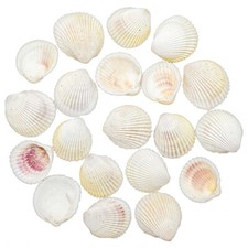 Coquillages anadara granosa - 3 à 5 cm - 100 grammes
