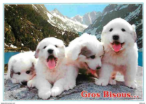 Carte postale animaux - postale,