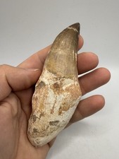 XXL dent de mosasaure fossile