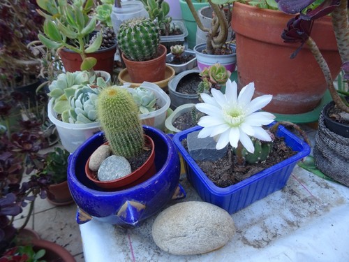Lot cactés blanc vase - ,