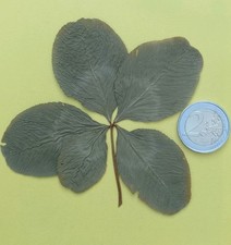 Véritable trèfle à 5