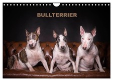 bull terrier (Calendrier mural