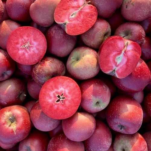 Malus domestica red - domestica, cv