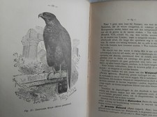 VOGELS OISEAUX GRAVURES 1906 ISERBYT BELGIQUE