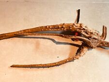 superbe racine araignée