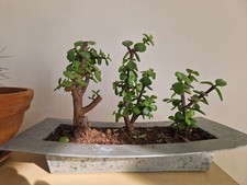 Bonsai Portulacaria Afra