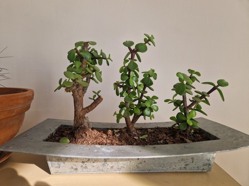 Bonsai portulacaria afra - bonsai,