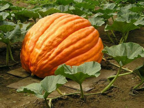 Graines citrouille - de,